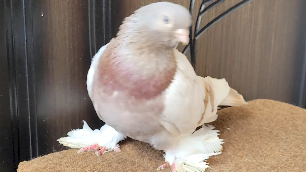 Red-tailed fighting pigeons