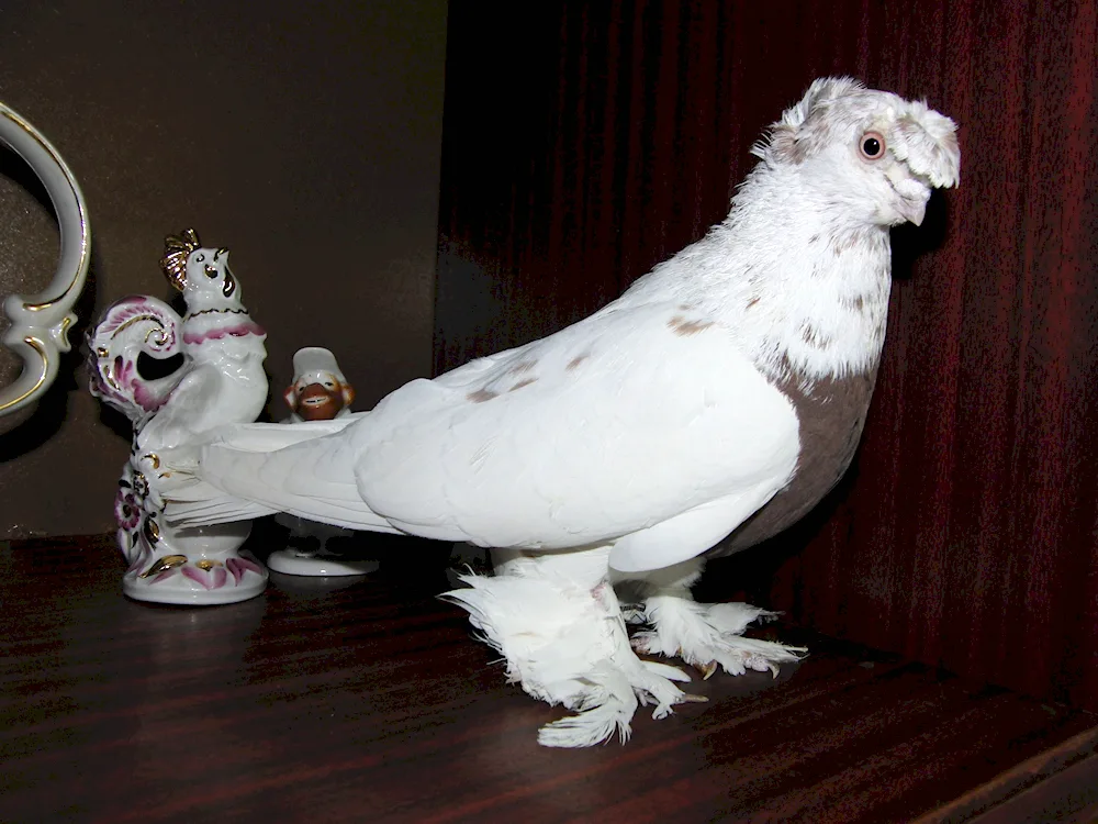 Uzbek nosed pigeons