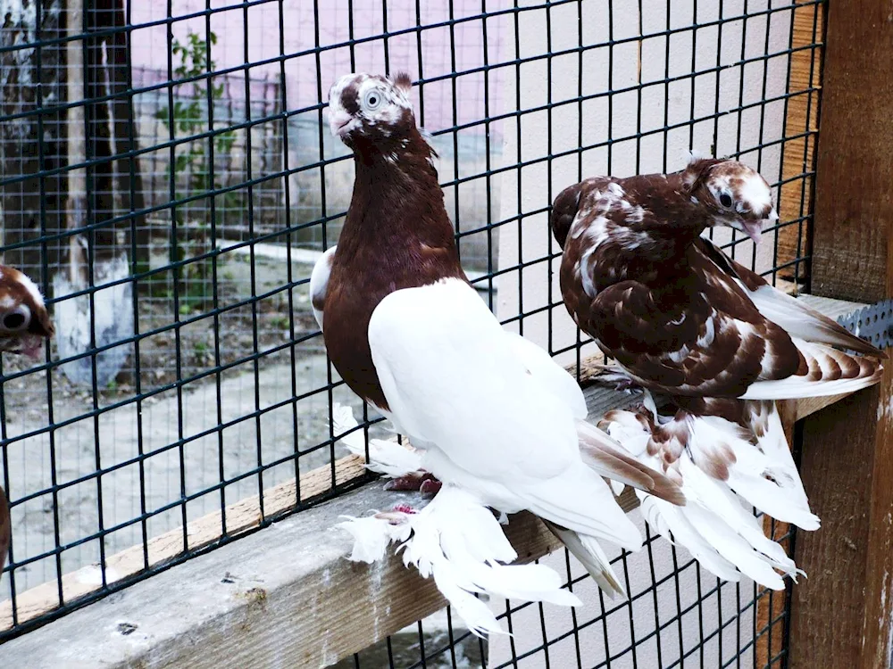 Two-footed fighting pigeons