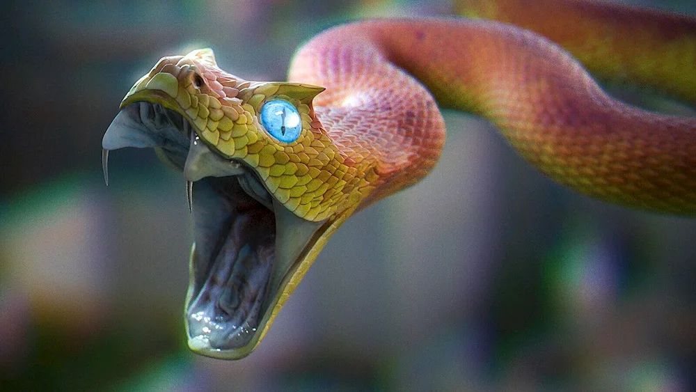 Cobra python