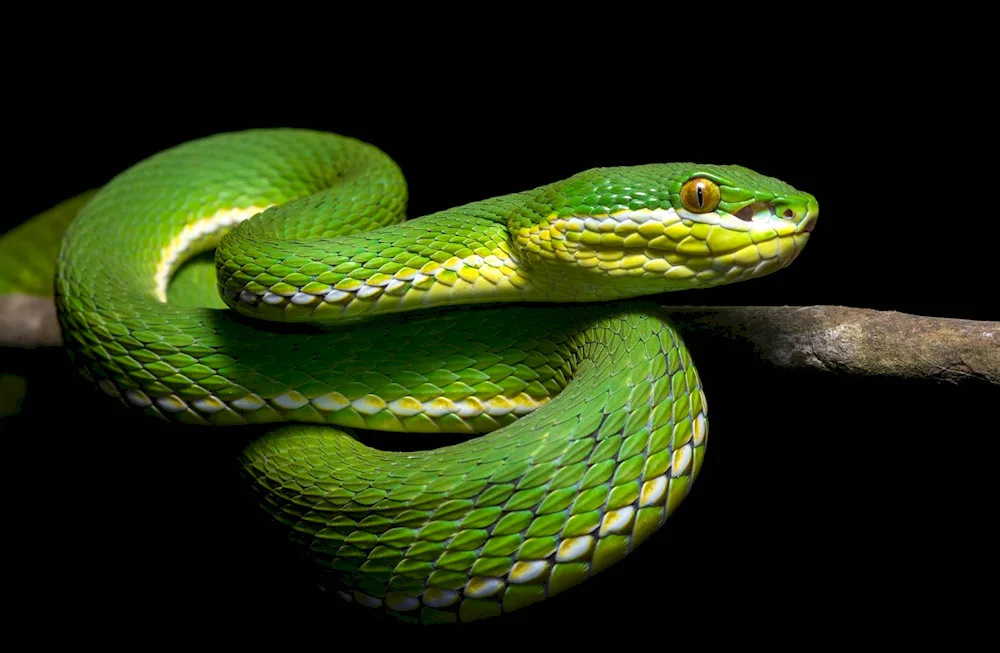 Uzh viper Cobra python