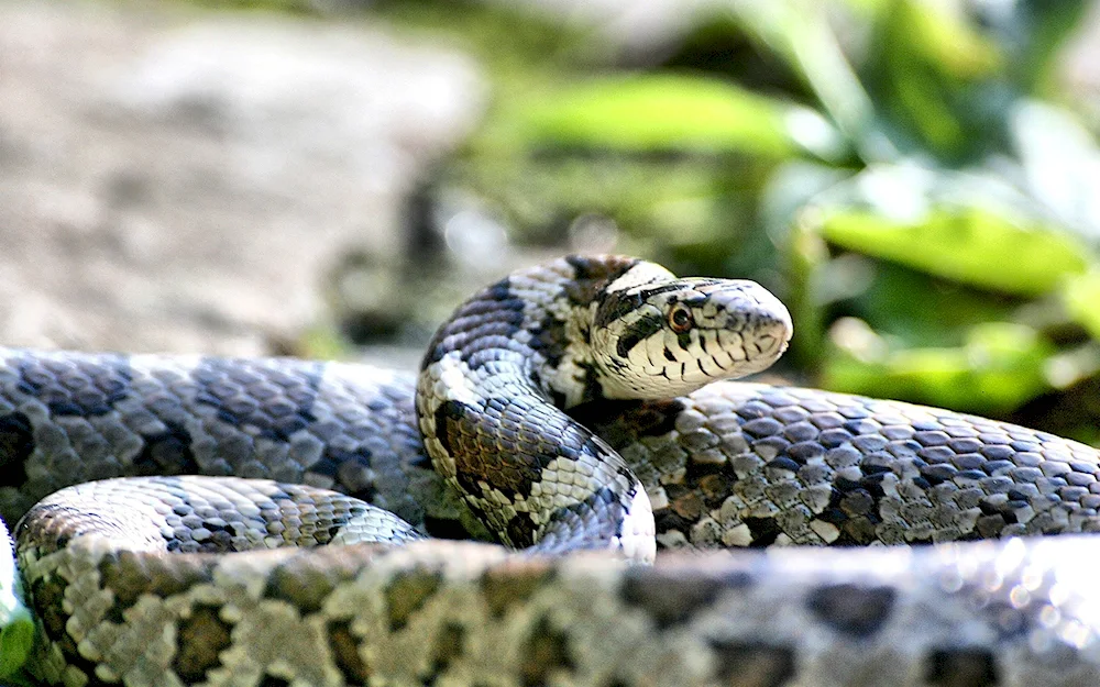 Schrenk's viper Amur's viper Cobra python