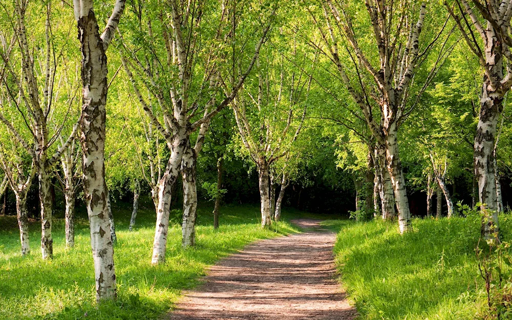 Russia's birch forest