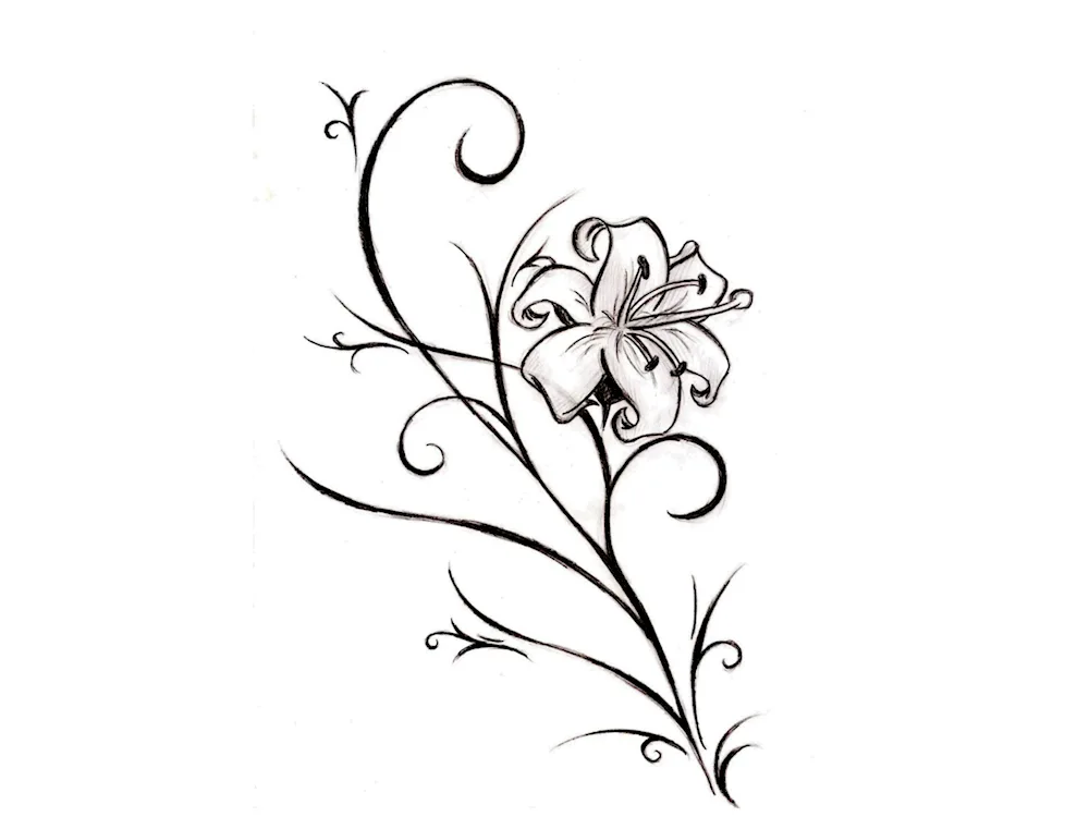 Flowers pencil sketch