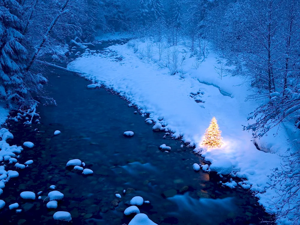 In the New Year's forest