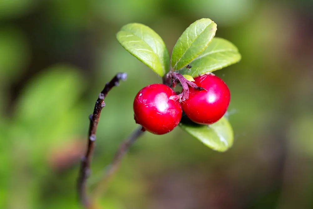 Vaccinium Vitis- idaea