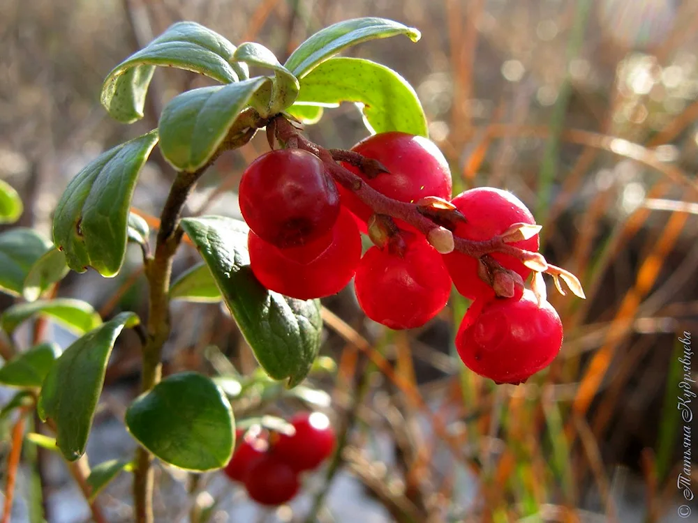 Vaccinium Vitis- idaea