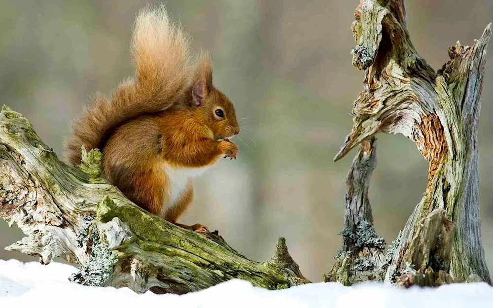 Vadim Trunov squirrel photographer