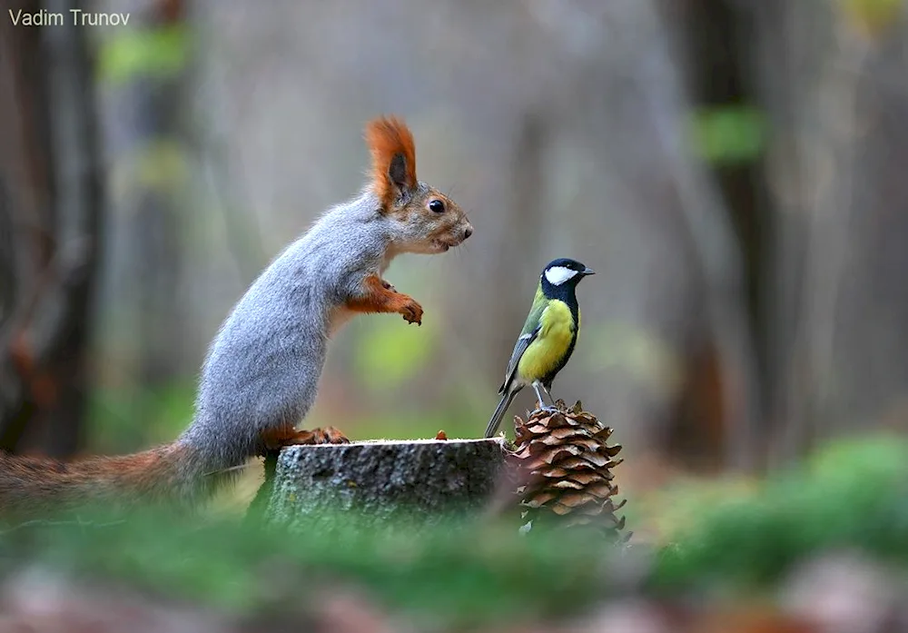 Vadim Trunov photographer squirrel