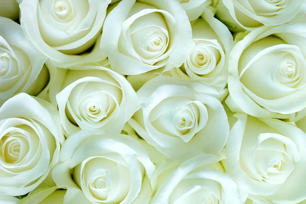 White rose