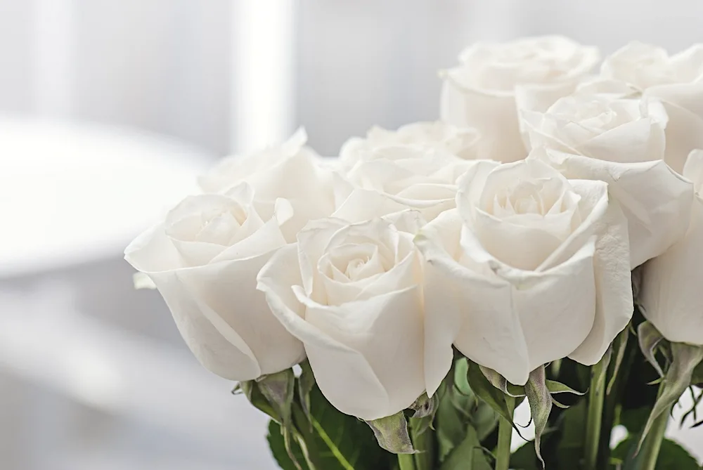 White Rose