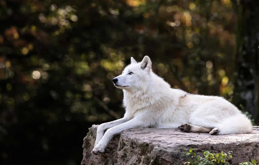 White Wolf