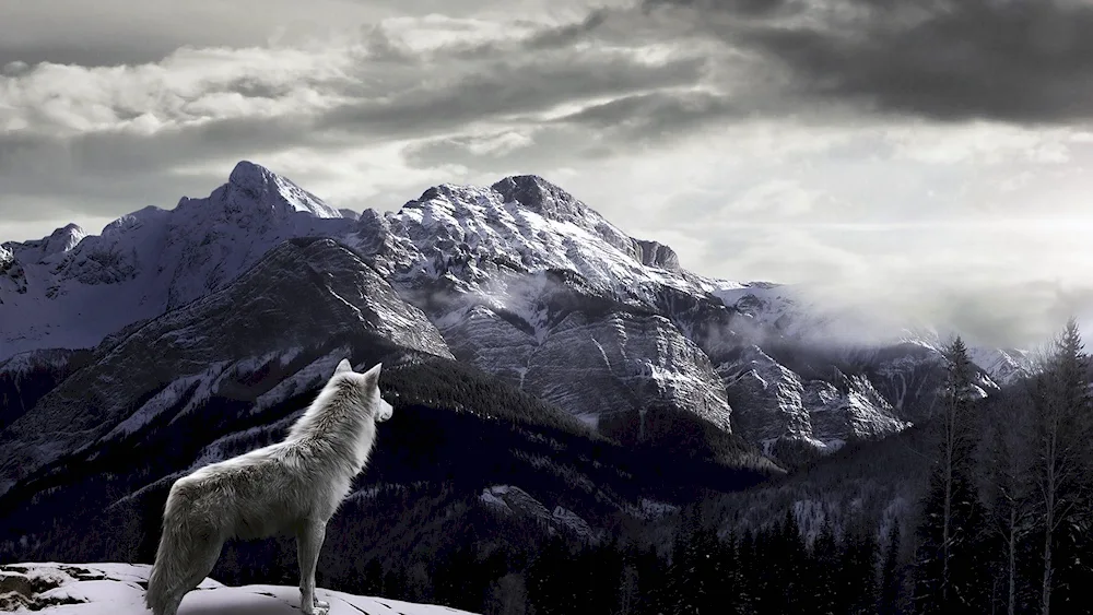 Wolf howling at the moon