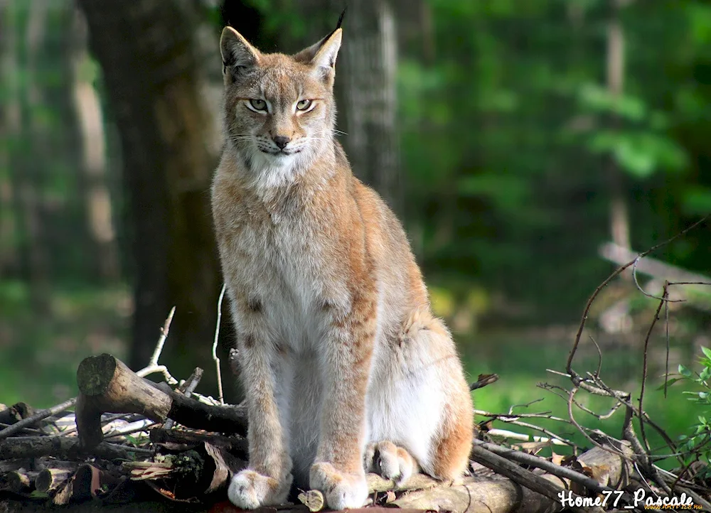 Valdaysky National Park Lynx