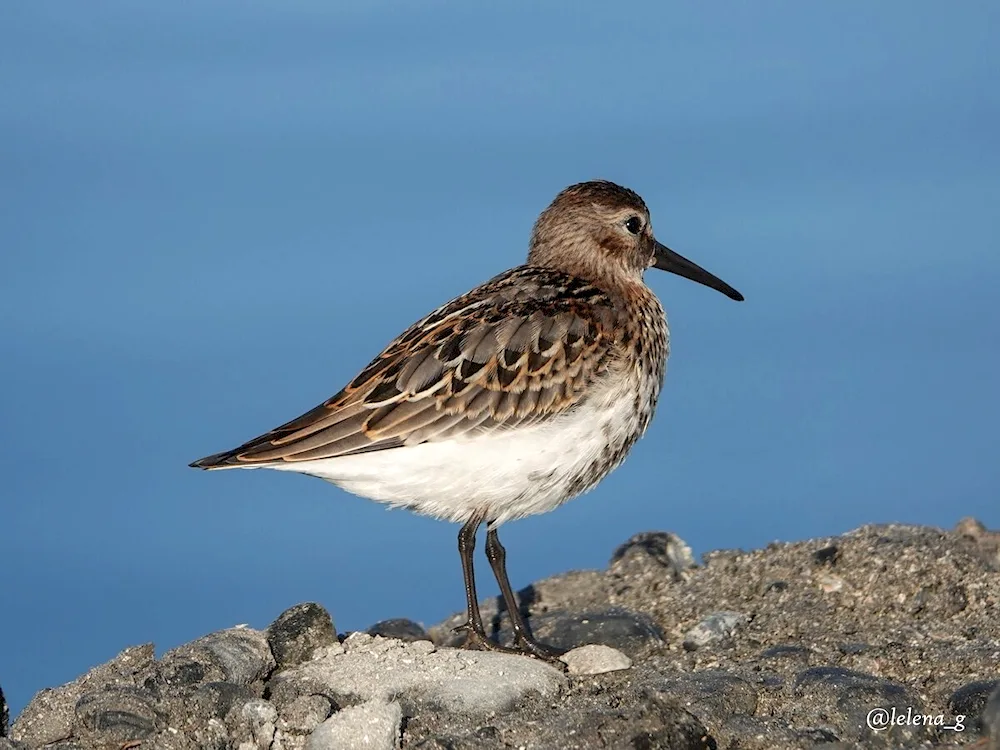 American snipe spindle