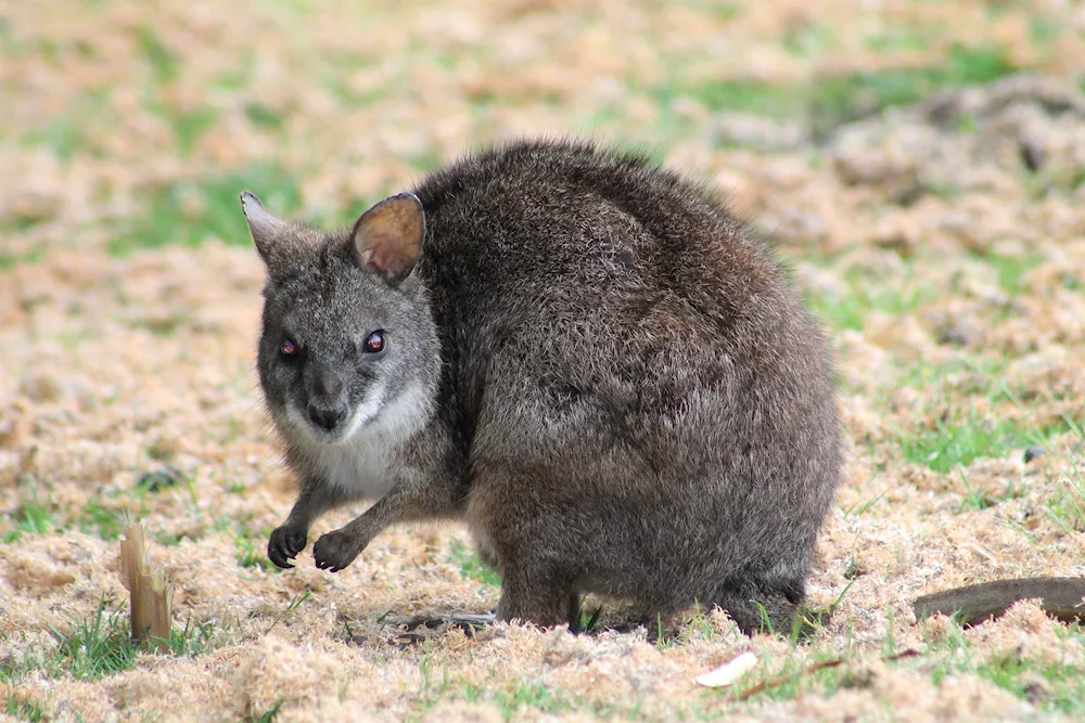 Dwarf possum