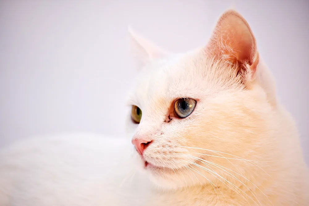 Siberian blue cat short-haired