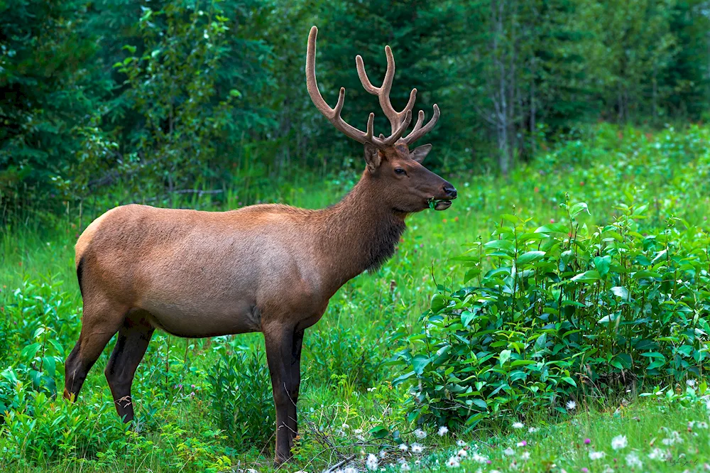 Wapiti female