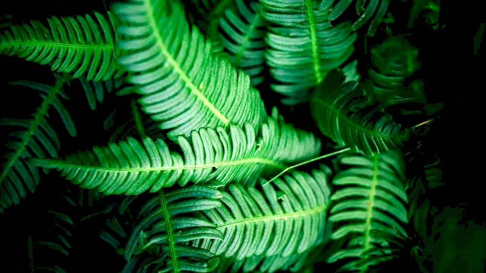 Waporway Aesthetics fern