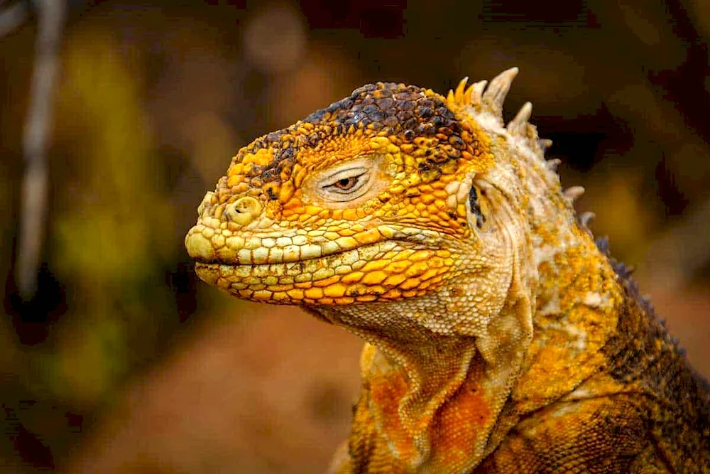 Belt-tailed lizard