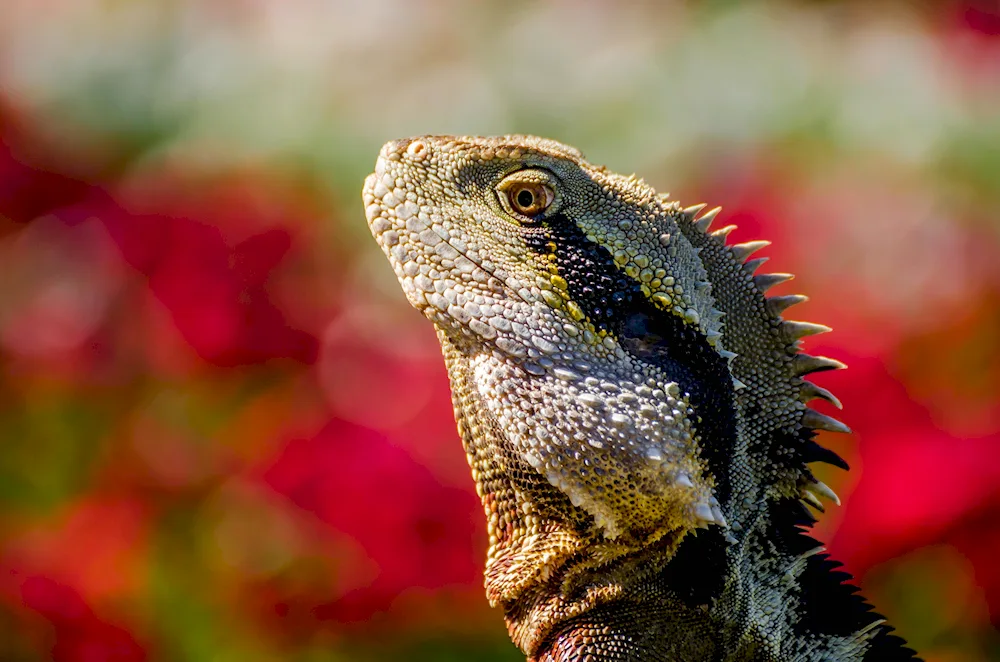 Royal agama lizard