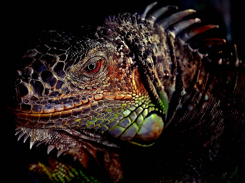 Himalayan agama lizard