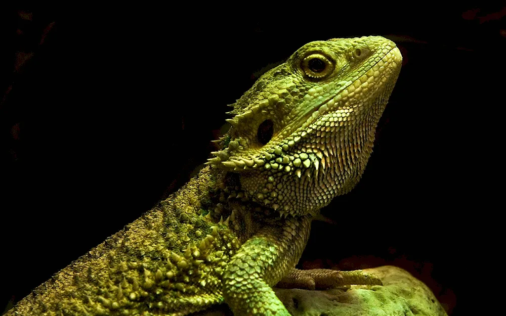 Lizard bearded agama