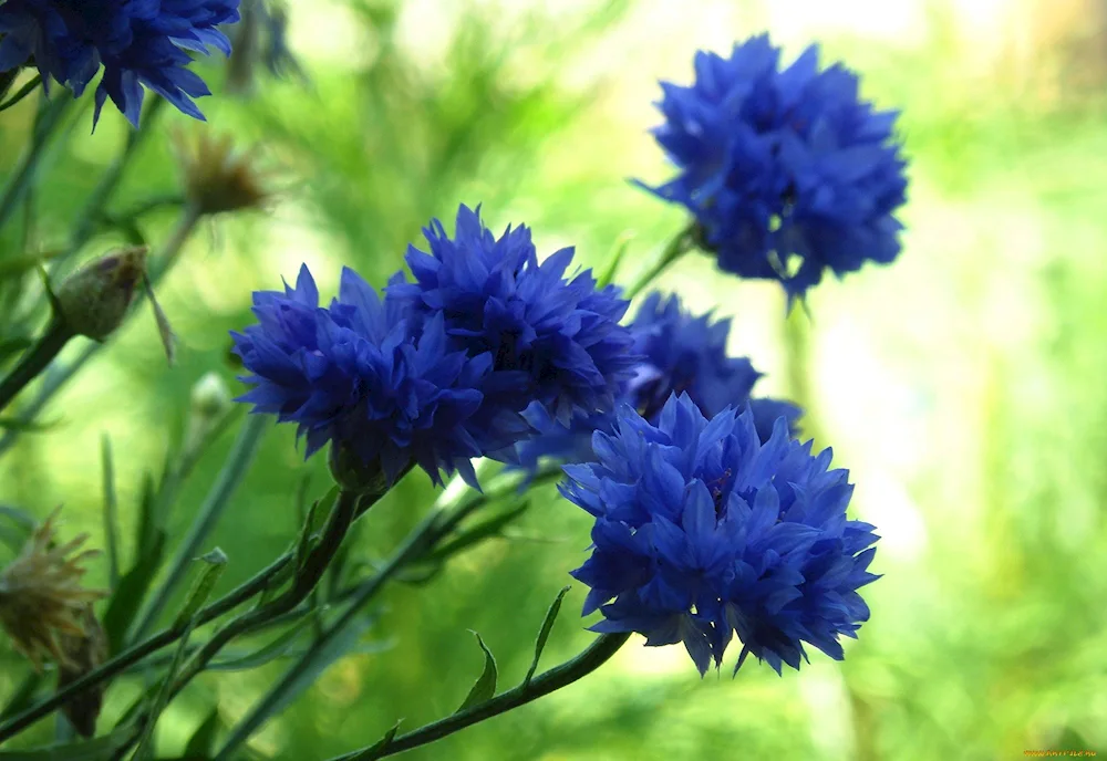 Vasilek flowers