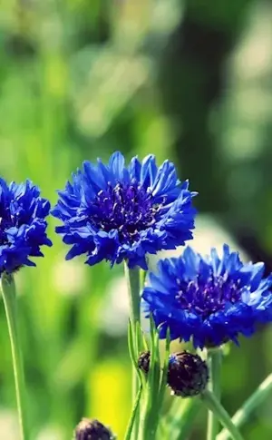 Cornflower Borovoy