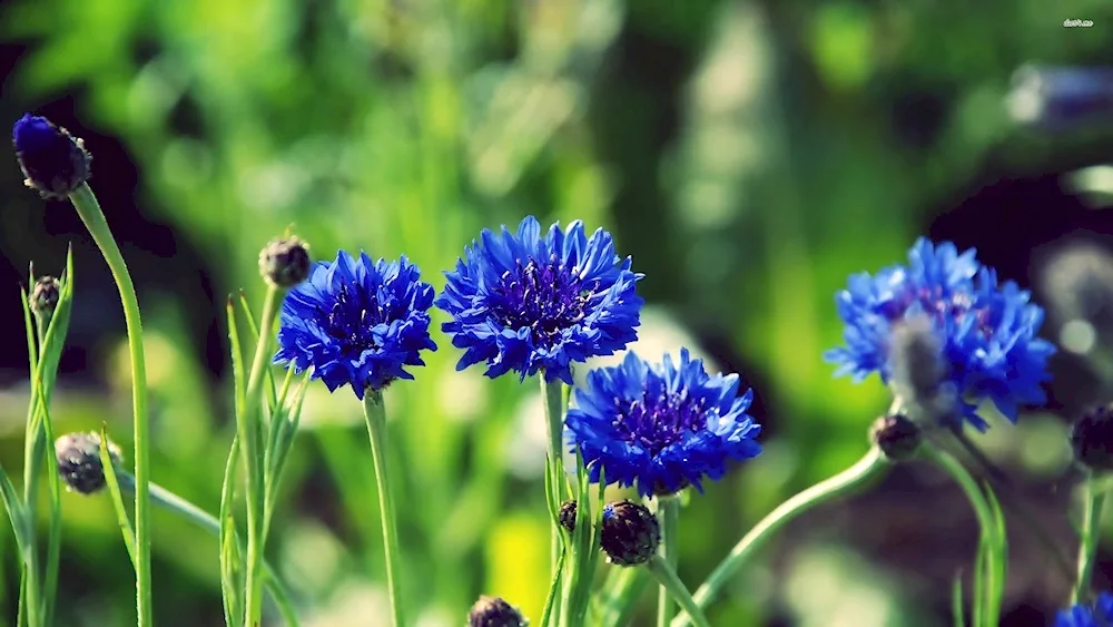 Cornflower Borovoy