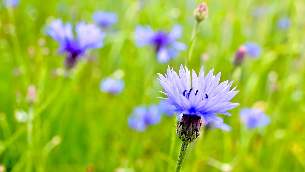 Wasilok Meadow