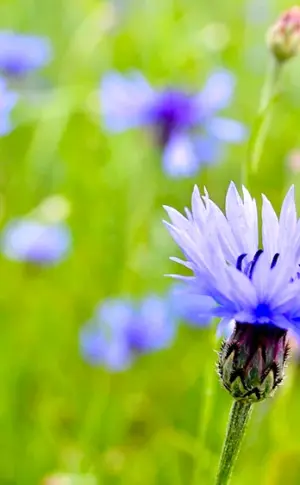 Cornflower meadow