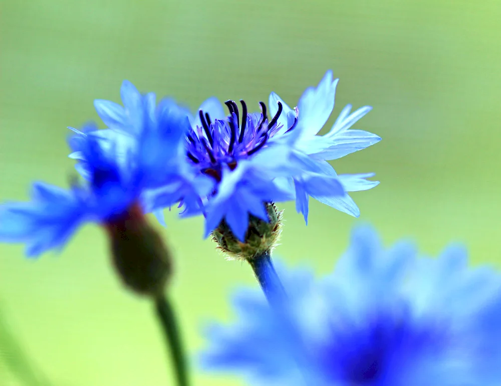 Vasilek field flowers