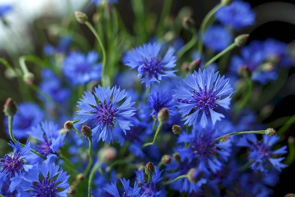 Wasilok blue Kornflower