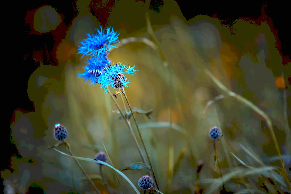 Vasilek flowers