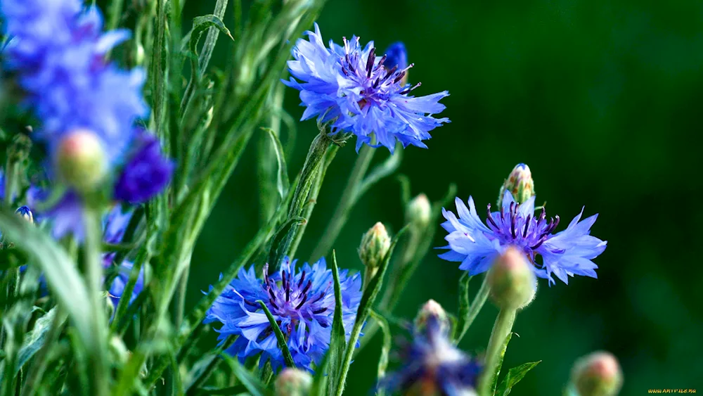 Vasilek flowers