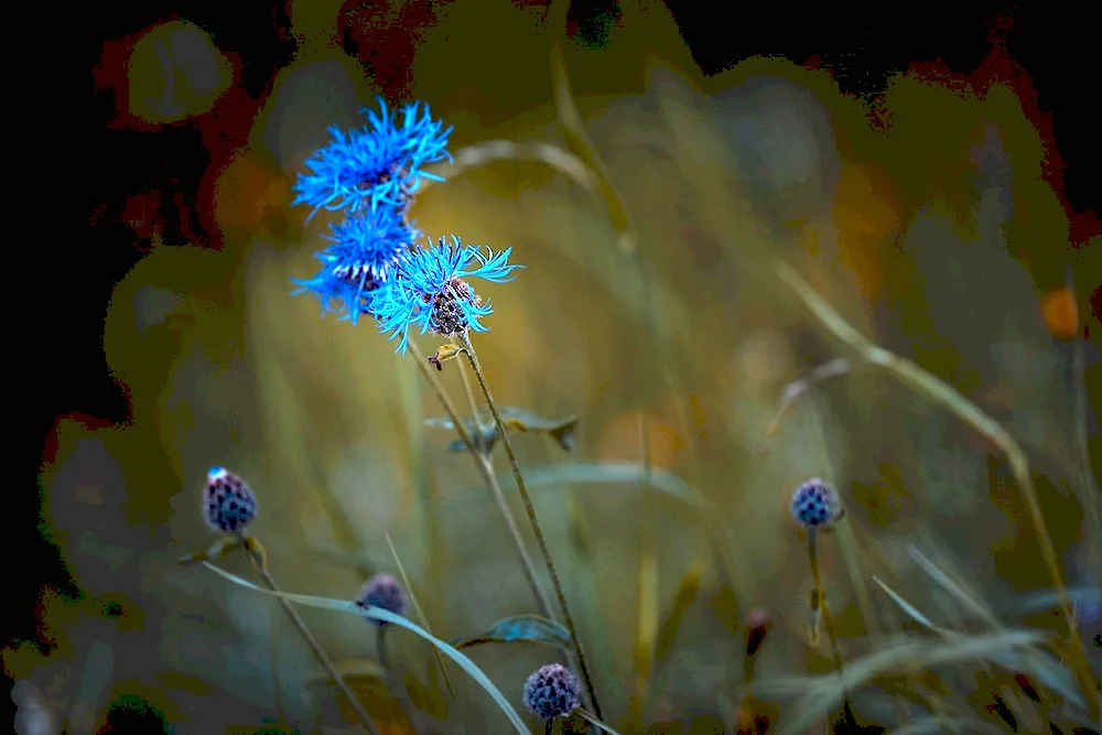 Cornflower blue Cornflower