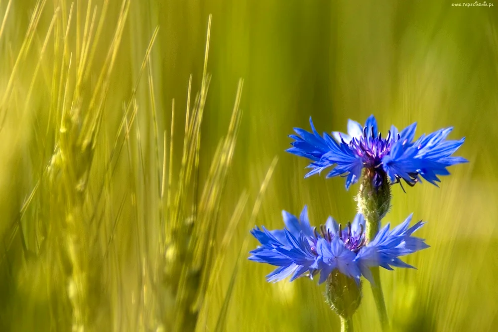 Field cornflowers