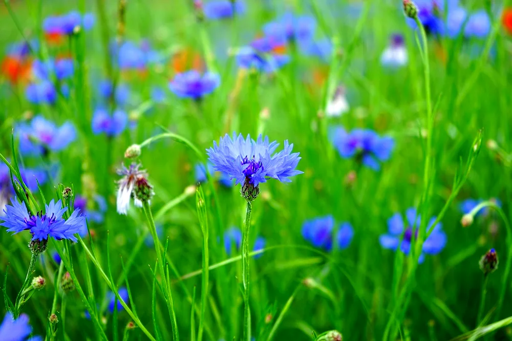 Field cornflower