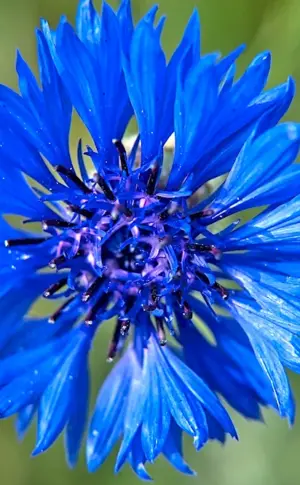 Cornflower Rhine