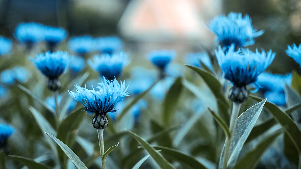 Prokudin-. Gorsky cornflowers in rye