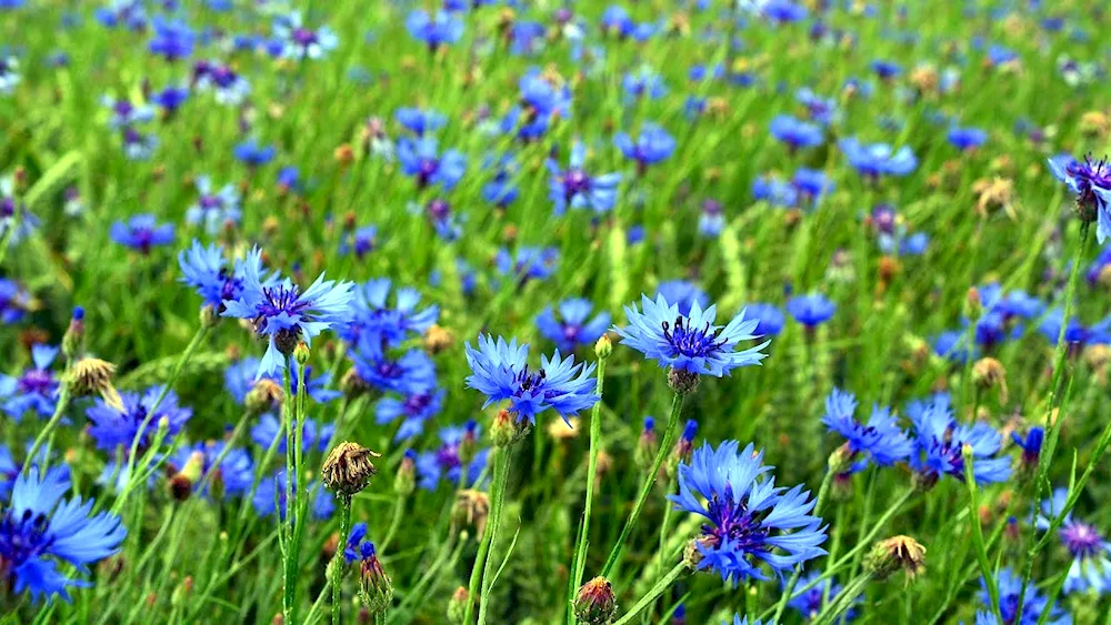 Wasilok blue field