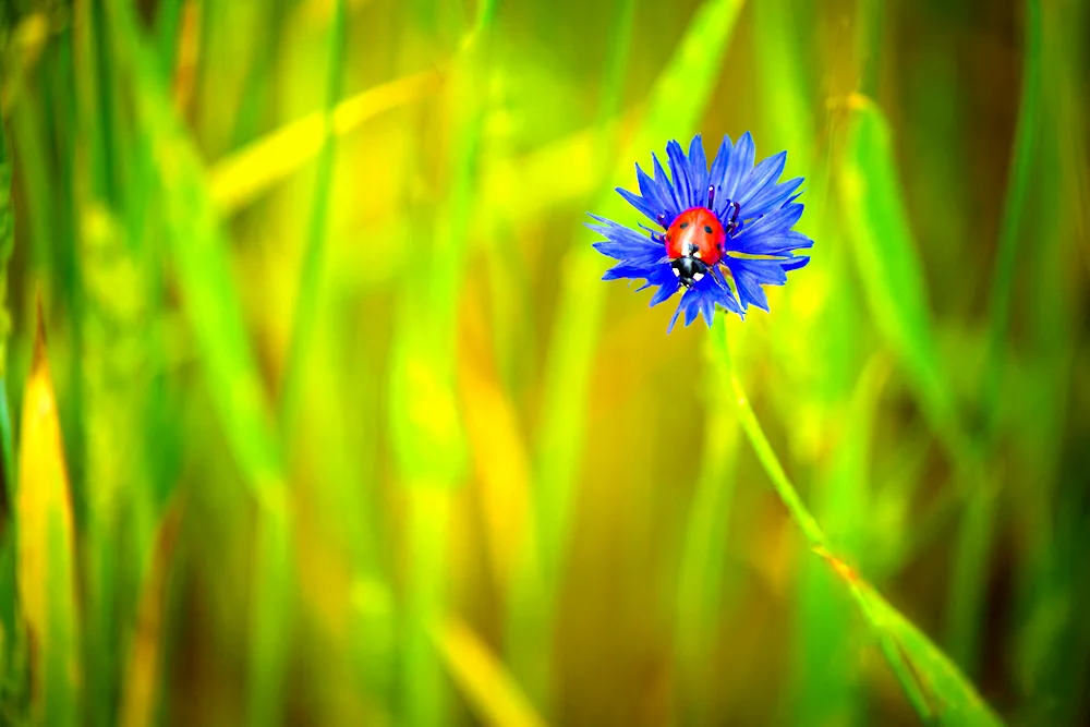 Chamomile and cornflower flowers