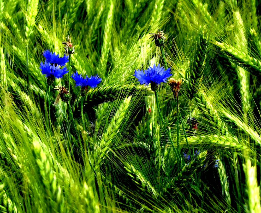 Blue cornflower field