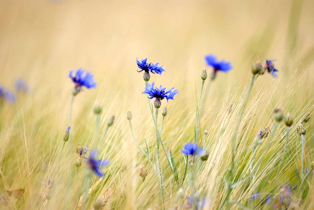 Cornflower blue Blauer Junge