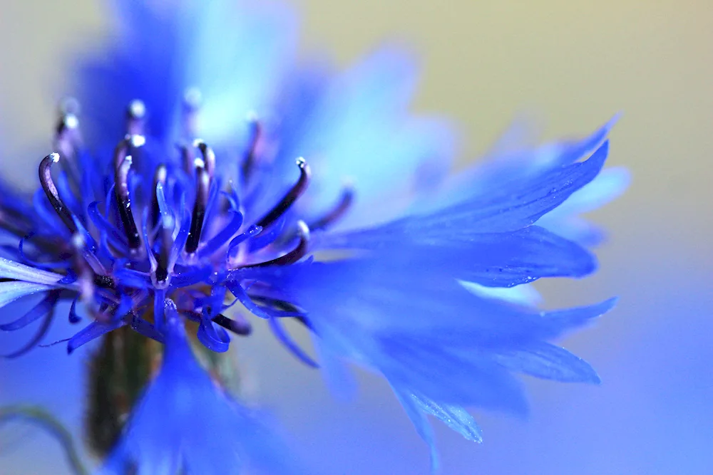 Vasilek flowers