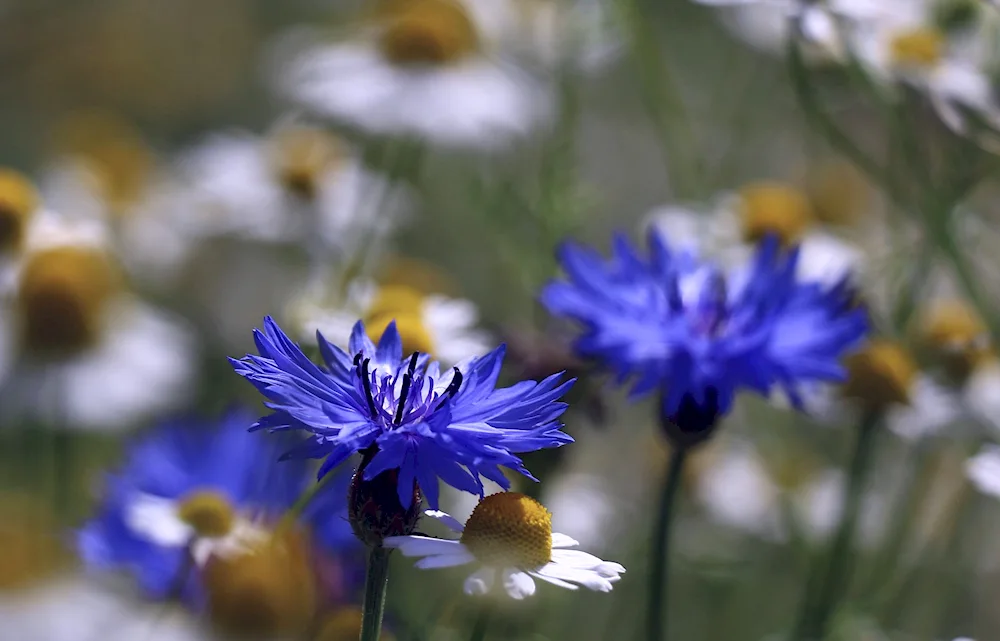 Daisies and cornflowers