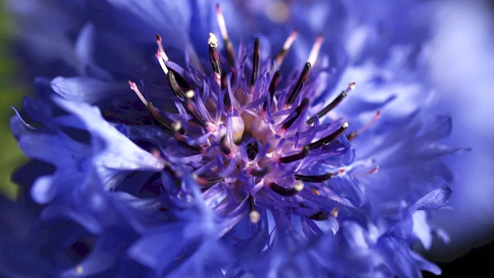 Cornflowers