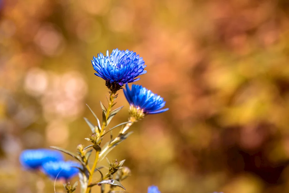 Vasilek flowers