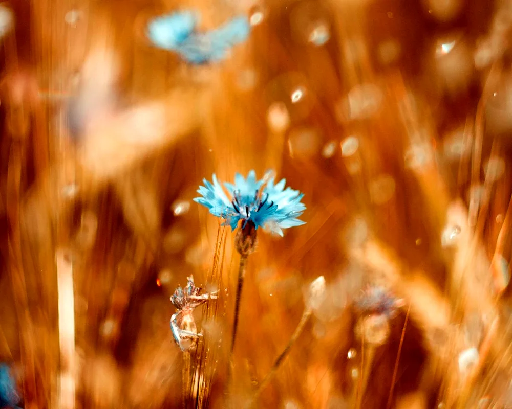 Cornflowers